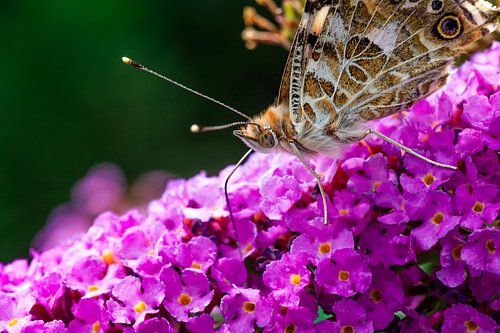 hungriger Schmetterling von Dean Alberga