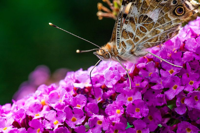 hungry butterfly by Dean Alberga
