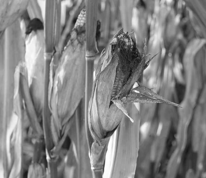 Mais in Schwarz und Weiß von Jose Lok