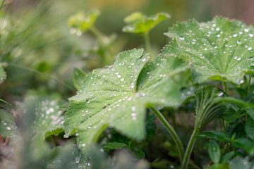 Refreshing by Severin Frank Fotografie