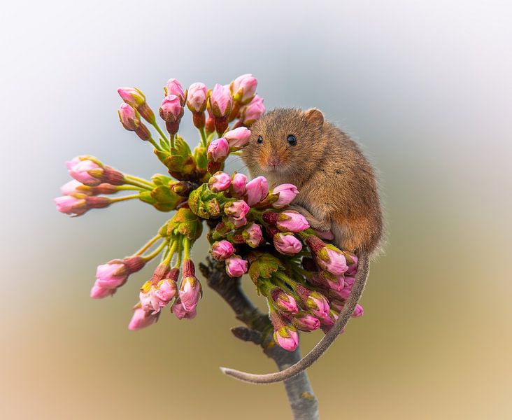 Muisje in de lente bloesem van Brenda