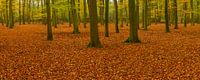 Forêt de hêtres par un jour d'automne précoce par Sjoerd van der Wal Photographie Aperçu