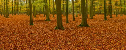 Herfstbos panorama