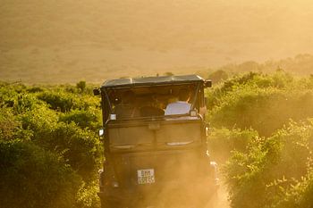Safari au coucher du soleil