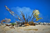 Koraal op Klein Curacao