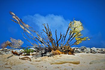 Koraal op Klein Curacao