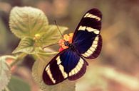 Blauwe Doris Longwing Vlinder von Tim Abeln Miniaturansicht
