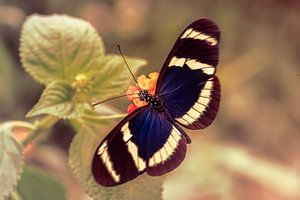 Blauwe Doris Longwing Vlinder van Tim Abeln