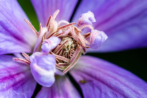 Detail van een clematis hart