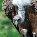 The griffon vulture - Gyps fulvus scavenger par excellence by Rob Smit thumbnail