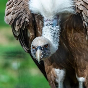 De Vale gier - Gyps fulvus aaseter bij uitstek van Rob Smit