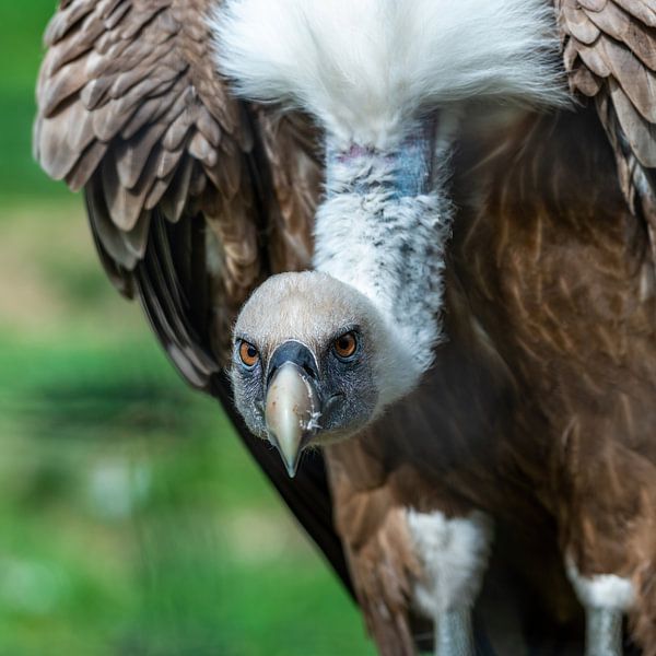 The griffon vulture - Gyps fulvus scavenger par excellence by Rob Smit