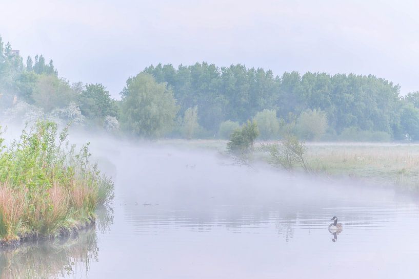 Moods van Carla Matthee