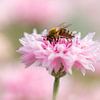 fleißiges Bienchen in rosa Kornblume von Daniela Beyer
