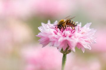 fleißiges Bienchen in rosa Kornblume