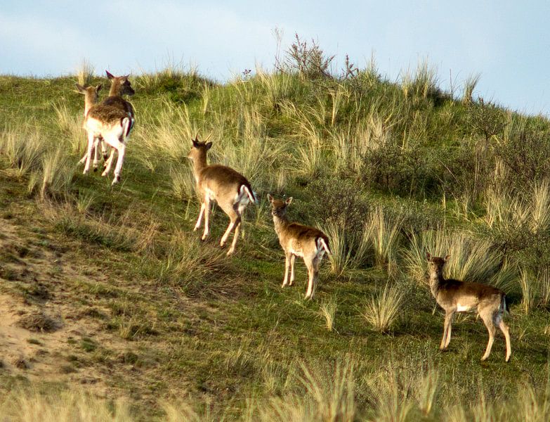 duinen by Beer Foto