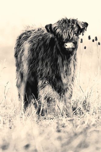 Schottisches Kalb (schwarz und weiß)