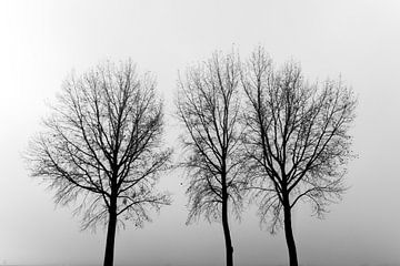 Bomen in zwart wit