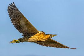 Rohrdommel, Botaurus stellaris von Beschermingswerk voor aan uw muur