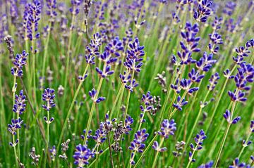 Zauberhafte Frühlingswiese mit magischem Lavendel  von Silva Wischeropp