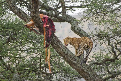 A Leopard's Kill