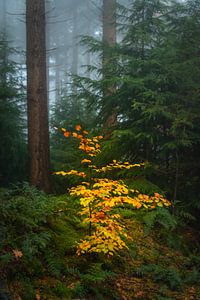 Little bright Beech tree in a foggy pine tree forest during a beautiful fall day in the Veluwe natur