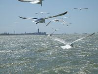 meeuwen in volle zee
