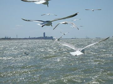 meeuwen in volle zee