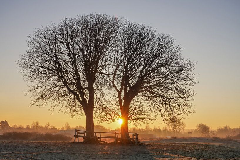Magic trees by Dirk van Egmond