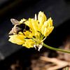Mouche des abeilles sur la fleur sur hetty'sfotografie