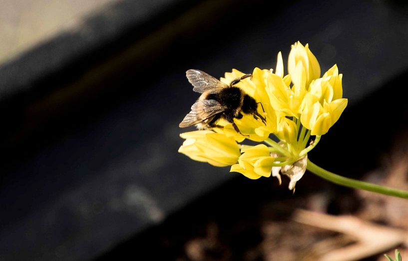 Bee fly on flower by hetty'sfotografie