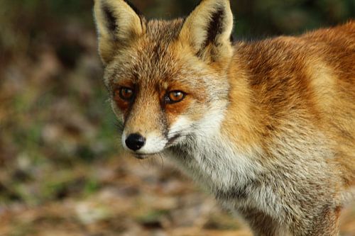 Vos in Waterleidingduinen