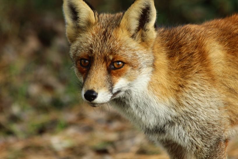 Vos in Waterleidingduinen von Tineke Roosen