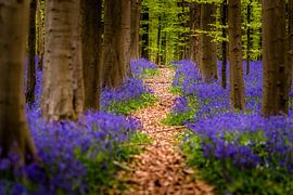 Spring in Hallerbos -  A walk in the purple carpet