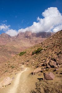 Toad in the High Atlas in Morocco by Mickéle Godderis