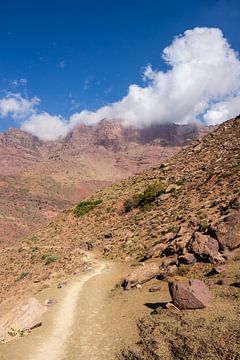 Kröte im Hohen Atlas in Marokko von Mickéle Godderis