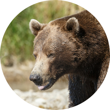 Grizzly beer van Menno Schaefer
