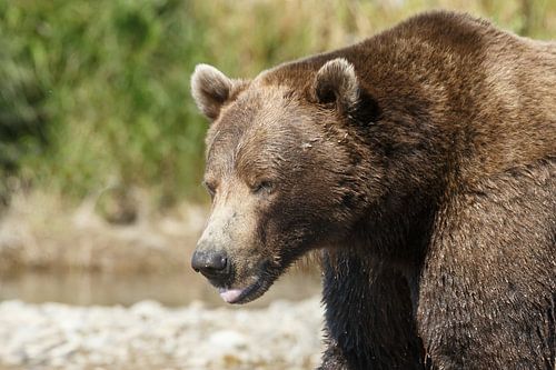 Grizzly beer sur Menno Schaefer