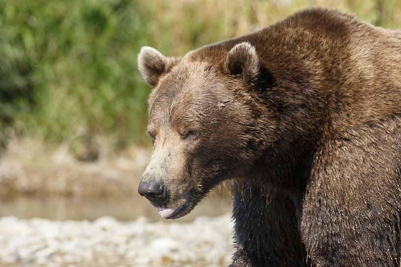 Grizzly beer van Menno Schaefer