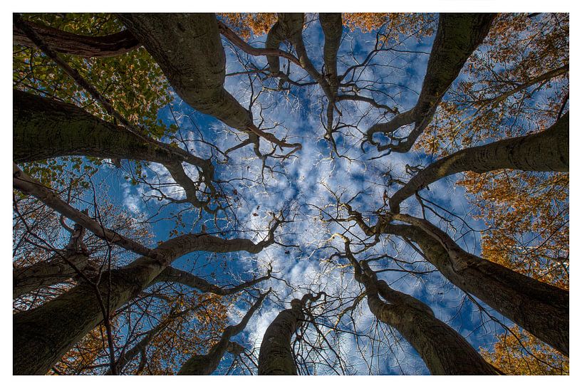 Gebrüder Beech vertikal von Unikra shoots