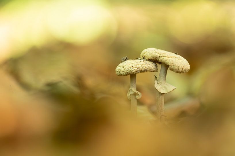 Champignon de rêve par Niels Hamelynck