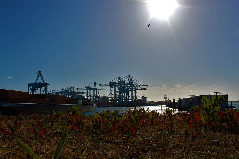 Rotterdamse Haven van Pieter Voogt