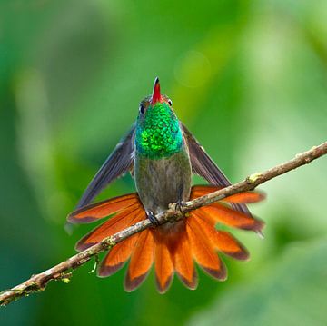 Rufous-tailed Hummingbird, Amazilia tzacatl by AGAMI Photo Agency