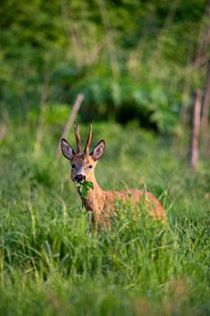 Reebok au petit matin