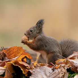 Eichhörnchen in einem herbstlichen Wald. von Albert Beukhof