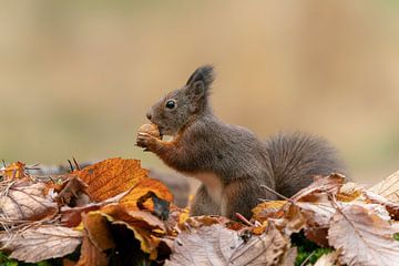 Squirrel in an autumn forest. by Albert Beukhof