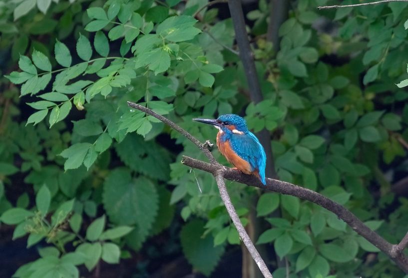 The kingfisher by Merijn Loch