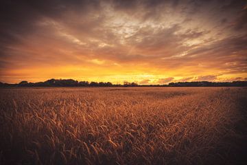 Champ au coucher du soleil sur Skyze Photography by André Stein