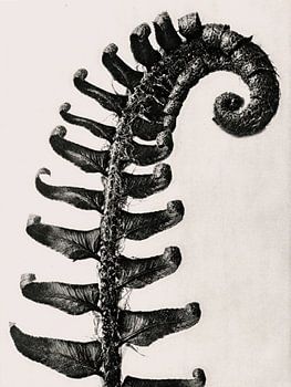 Karl Blossfeldt - Polystichum Munitum