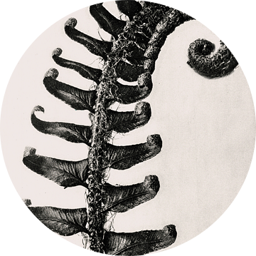 Karl Blossfeldt - Polystichum Munitum  (gezien bij vtwonen) van Old Masters